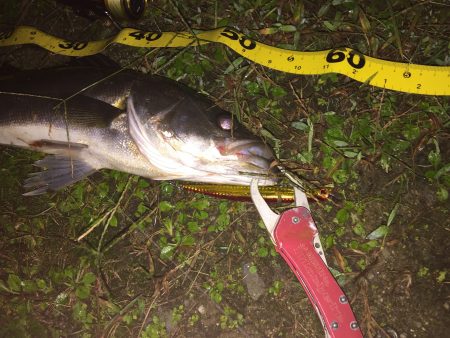 やっとシーバス